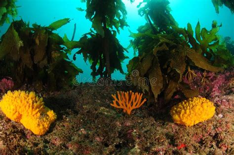 Bright Sponges Under Kelp Forest Canopy Stock Image Image Of Frond