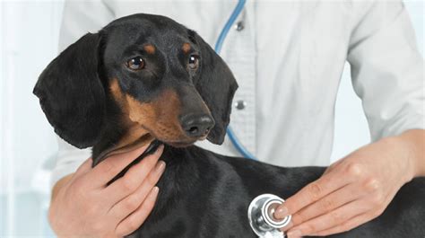 Dog Examination Masterson Animal Clinic And Veterinary Medicine