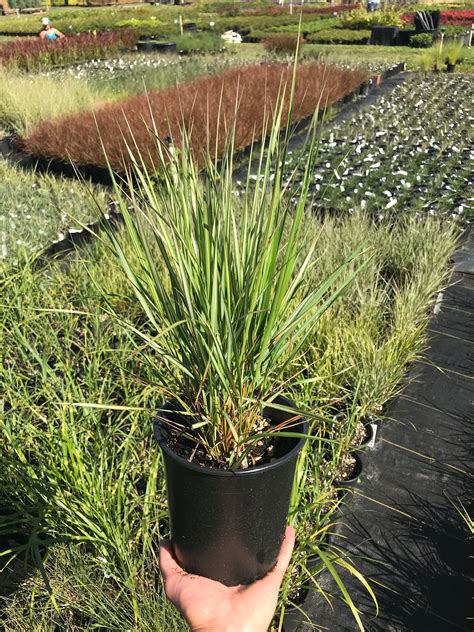 Feather Reed Grass Avalanche For Sale Online The Greenhouse