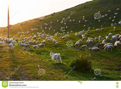 The Flock Of Sheep On The Hillside Stock Photo Image Of Summer Hills