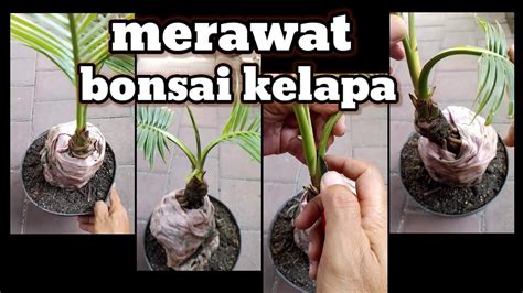 Cara Merawat Bonsai Kelapa Untuk Pemula YouTube