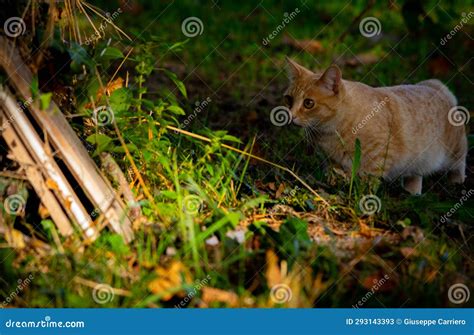 Light Brown Brindle Mediterranean Cat Intent On Observing Prey Stock