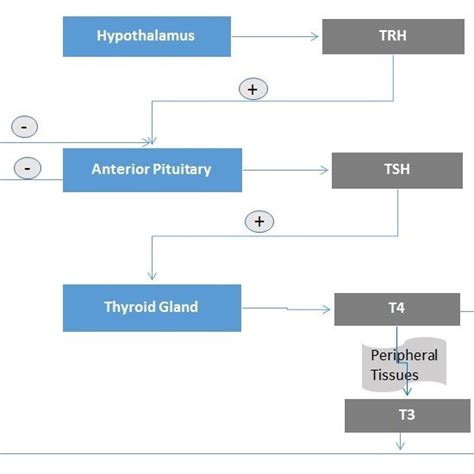 Thyroid Hormones Synthesis The Synthesis Of Thyroid Hormones Begins