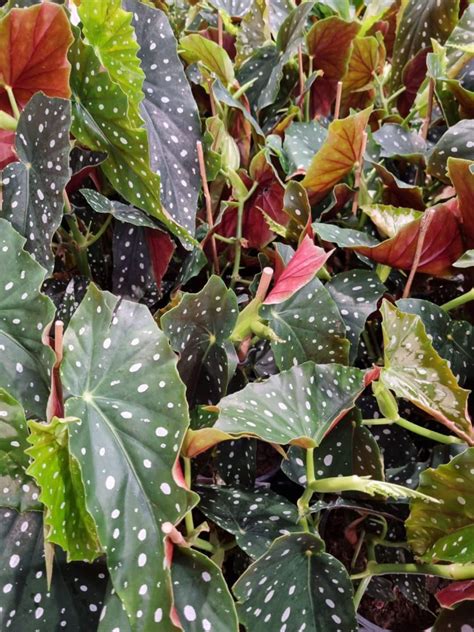 Begonia Pink Flowering Polka Dot Pot Hello Hello Plants Garden