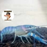 Jual Bibit Lobster Air Tawar Terlengkap Terbaik Harga Murah