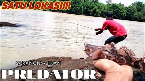 Di Satu Tempat Ikan Predator Ngumpul Mancing Di Sungai Serayu Youtube