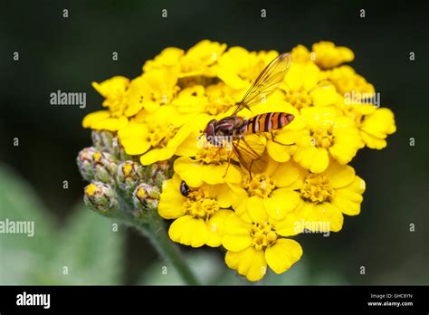 Marmalade Hoverfly Episyrphus Balteatus Adult Feeding Flower Stock