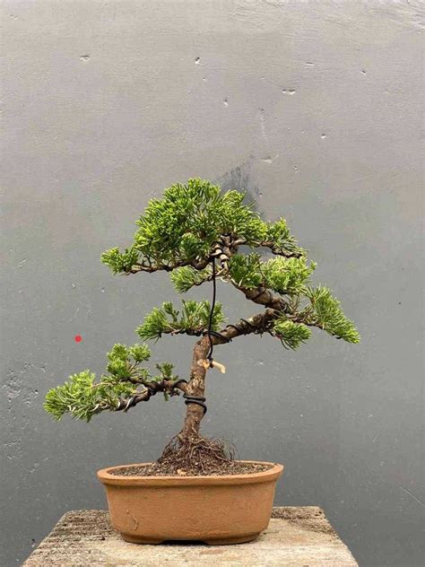 Bonsai Juniperus Chinensis Furniture Home Living Gardening