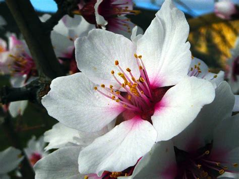 Prunus Amygdalus By Peppe On Youpic