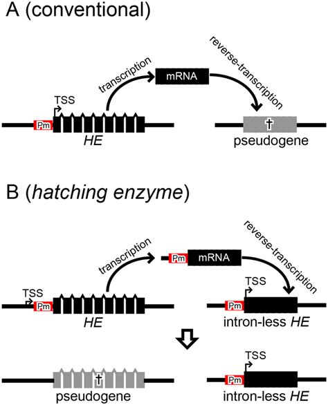 The Hypothetical Model Of The Evolution Of Intron Loss By Retrocopy In