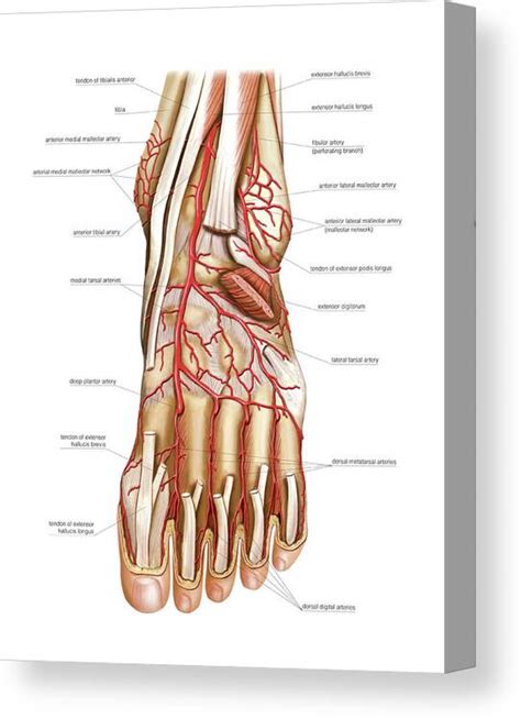 Arterial System Of The Foot Canvas Print Canvas Art By Asklepios