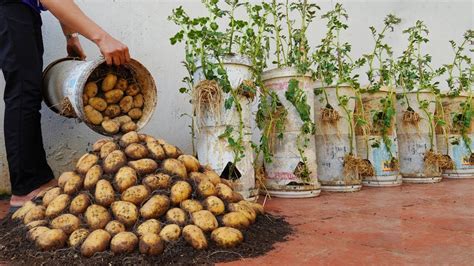 Why Do Potatoes Grown In Gallon Bucket Have So Many Big Tubers The Secret Lies Here Youtube