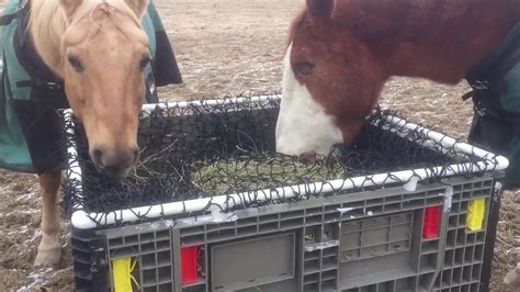 Diy Slow Horse Hay Feeder Youtube