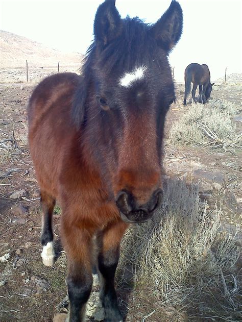 17 Best images about Mustang horses on Pinterest | Black mustang ...