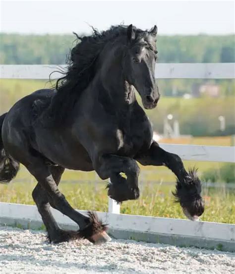 Friesian Horse History - Lebanon Friesian Society (LFS)