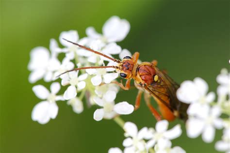 Tenthredinidae June Vejle Denmark Erland Refling Nielsen