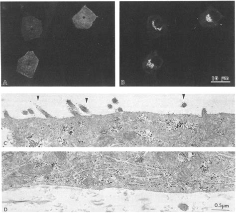 Polarized Distribution Of Hag In Confluent Monolayers Of Ma