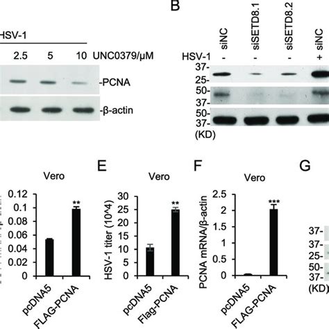 Unc Inhibits Hsv Replication A Hff Cells Were Infected With