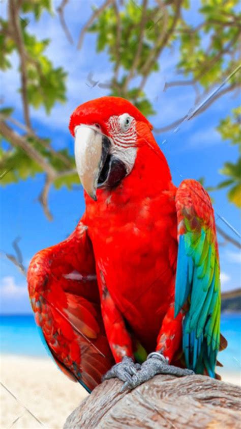 Colorful Parrots - Beautiful Birds