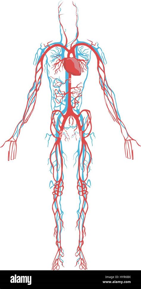 White Background Vector Illustration Of A Circulatory System Stock