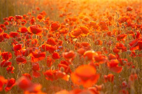 Poppy Hd Sunrise Red Flower Hd Wallpaper Rare Gallery