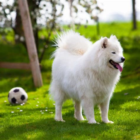 Samoyed Grooming: The 2024 Guide for Dog Groomers - PRIDE+GROOM PRO