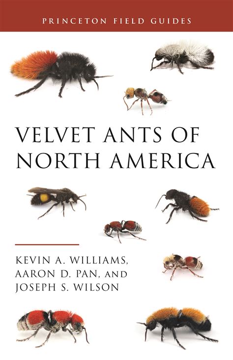 Velvet Ants of North America | Princeton University Press