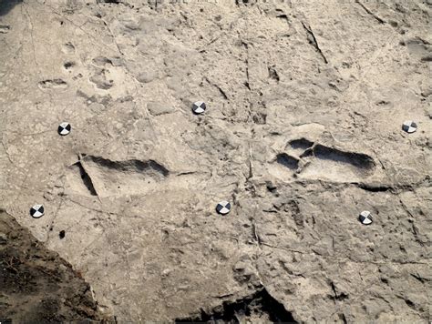 New Footprints Discovered in Laetoli - Archaeology Almanac