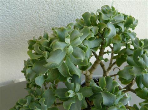 Crassula Arborescens Subsp Undulatifolia World Of Succulents