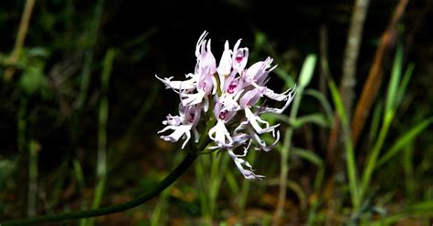 9 orquídeas raras exóticas y muy elegantes que seguramente no conocías