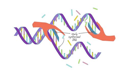 How Dna Replicates Matthew Meselson Franklin W Stahl