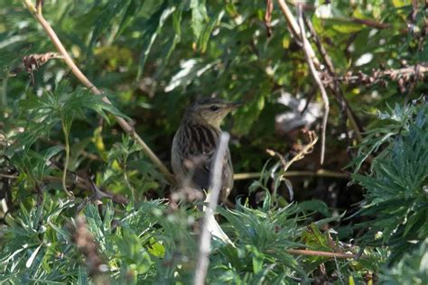 Gambell: Fall Migration - Wilderness Birding Adventures