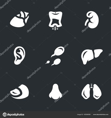 Vector Conjunto De Rganos Humanos Y Partes Del Cuerpo Iconos Vector