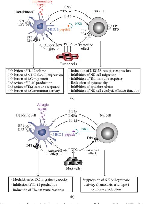 Figure From The Immunobiology Of Prostanoid Receptor Signaling In