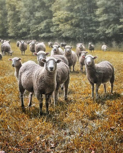 Sheep Photography Farm Life Photography Barblassa Country Etsy Farm