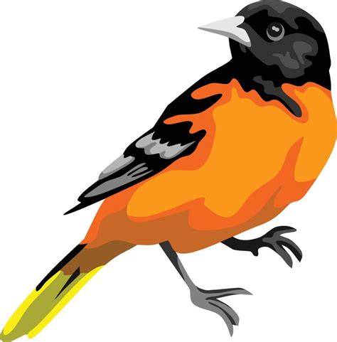 Oriole Bird Animal 47304037 Vector Art At Vecteezy