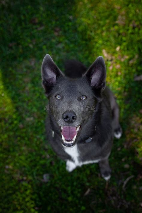 A Gray Dog With White Spots Drinks Water From A Bowl Stock Photo