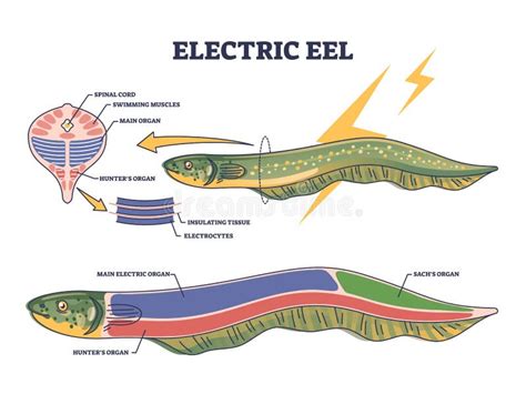 Anatomía De Un Pez órganos Internos De Peces Ilustración Del Vector