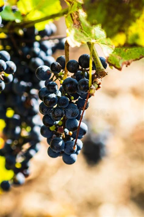 Uvas De Uva De Vinho Ao Ar Livre Uvas De Madeiras Na Vinha Prontas Para