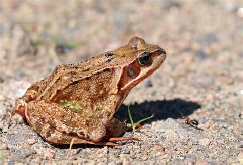 Michael Nordeman Photography | A charming frog (Rana temporaria).