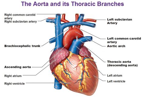 Brachiocephalic trunk; Innominate Artery