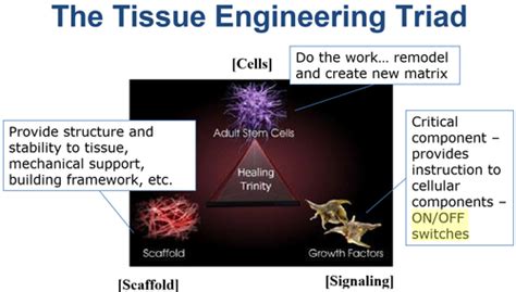 Biomaterials 2 Tissue Engineering 2 Flashcards Quizlet