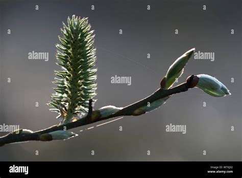 Pussy Willow Salix Caprea Female Catkin Vosges France March Stock Photo Alamy