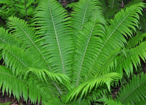 Landscape Spotlight Ostrich Fern Matteuccia Struthiopteris