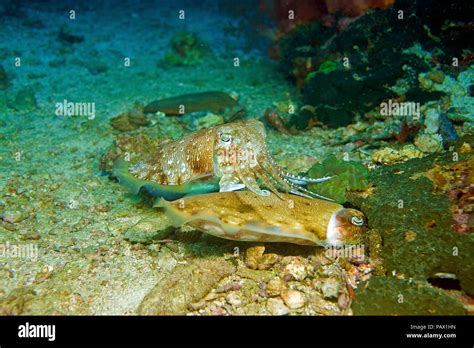 Two Pharaoh Cuttlefishes Sepia Pharaonis Searching For Food Gato