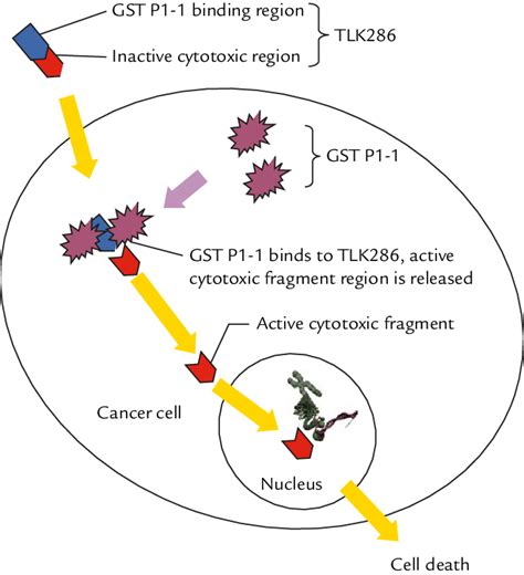 Tlk Is Activated By The Enzyme Glutathione S Transferase Gst P