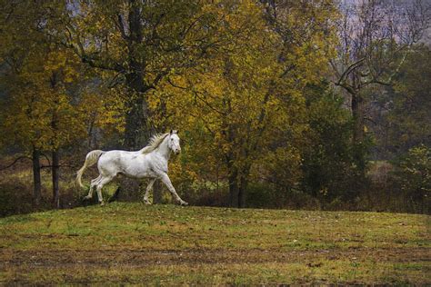 Autumn Horse Photograph by Griffey's Sunshine Photography - Pixels