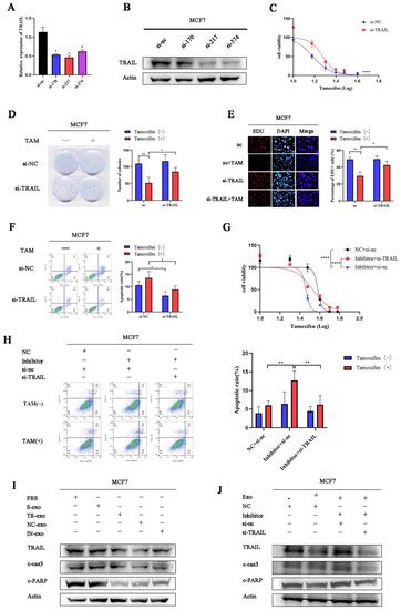 Cancers Free Full Text Exosome Transmitted Trf K J K B Promotes