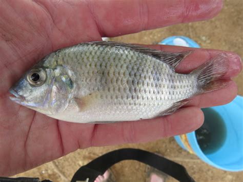 Género Coptodon NaturaLista Mexico