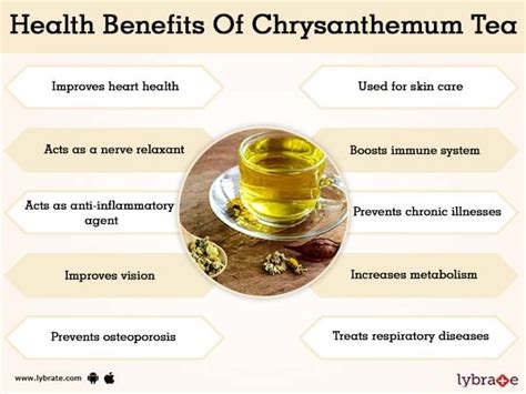 Benefits of Chrysanthemum Tea And Its Side Effects | Lybrate